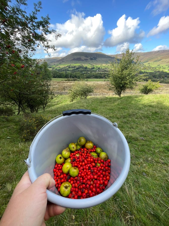 A white bucket containing hawthorn and rowan berries as well as a few crab apples with the hills of the Peak District in the background